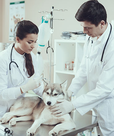 Curso Técnico em Veterinária